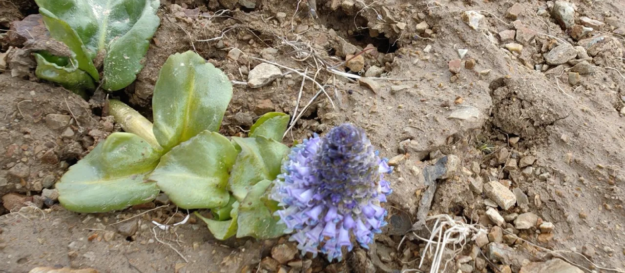 Lagotis glauca