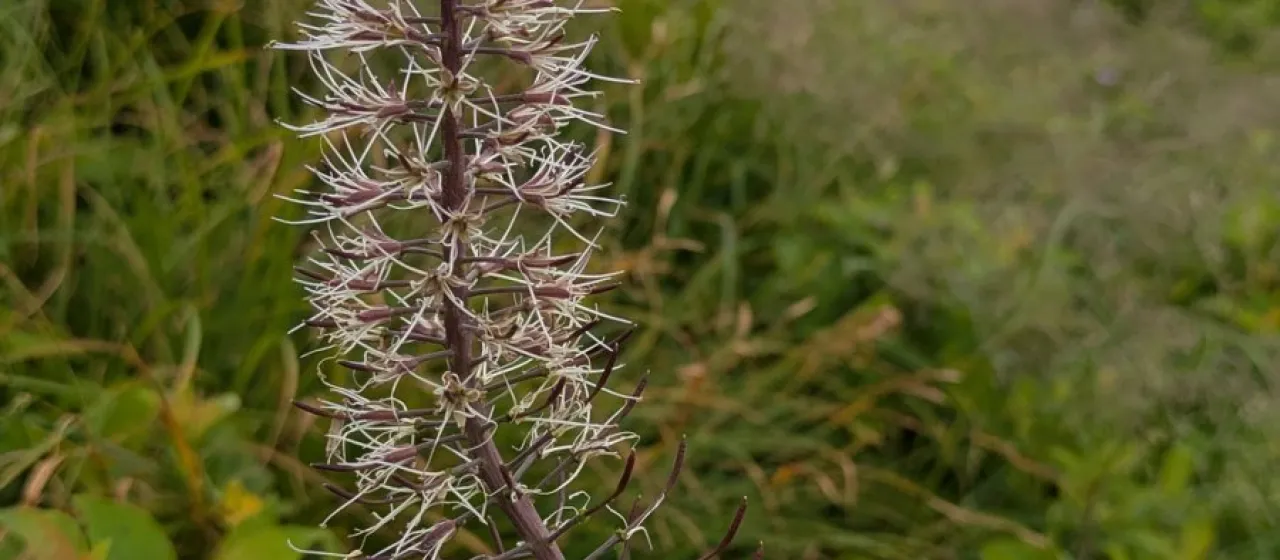 Macropodium pterospermum
