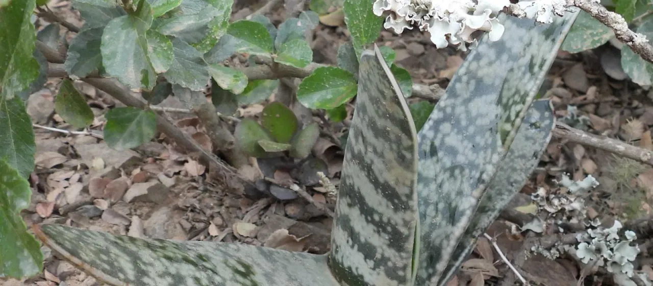 Gasteria bicolor