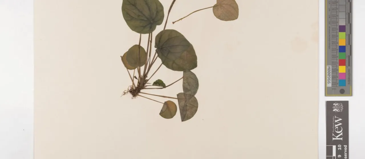 Peperomia griseoargentea