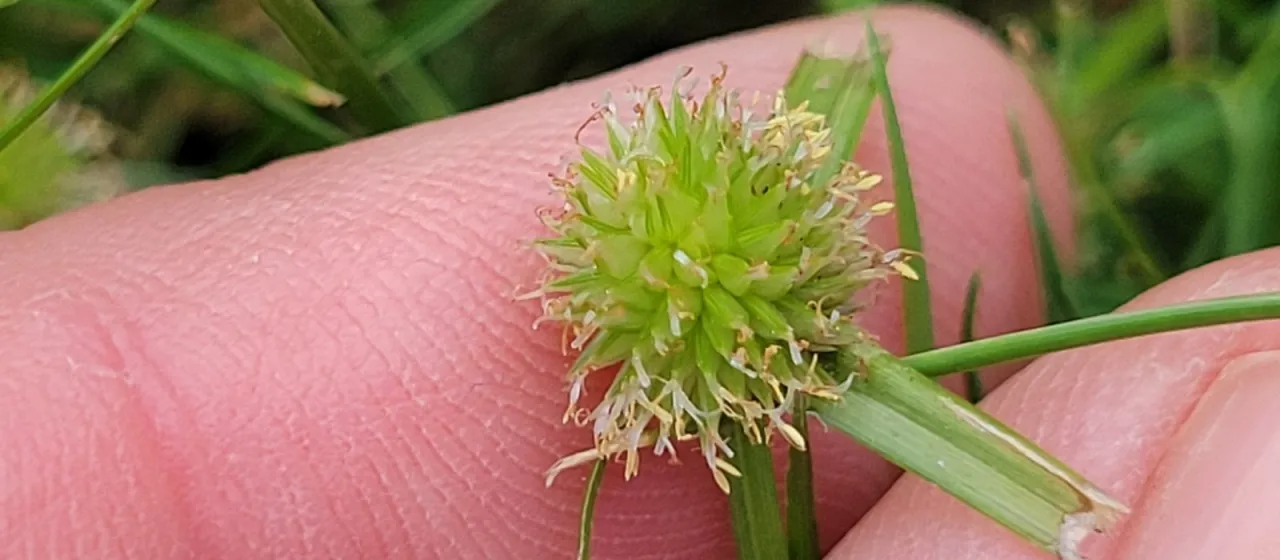 Kyllinga gracillima