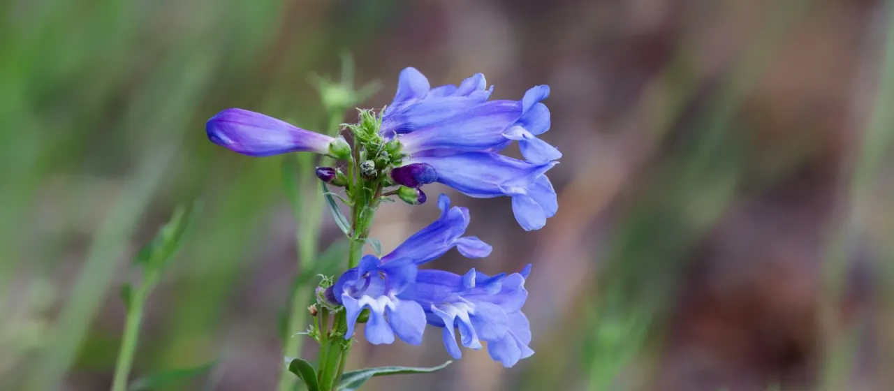 Rocky Mountain penstemon