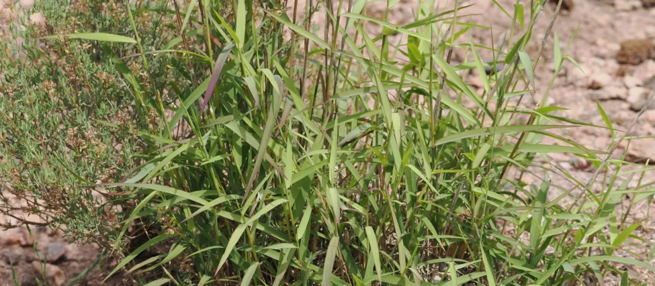 Kengia