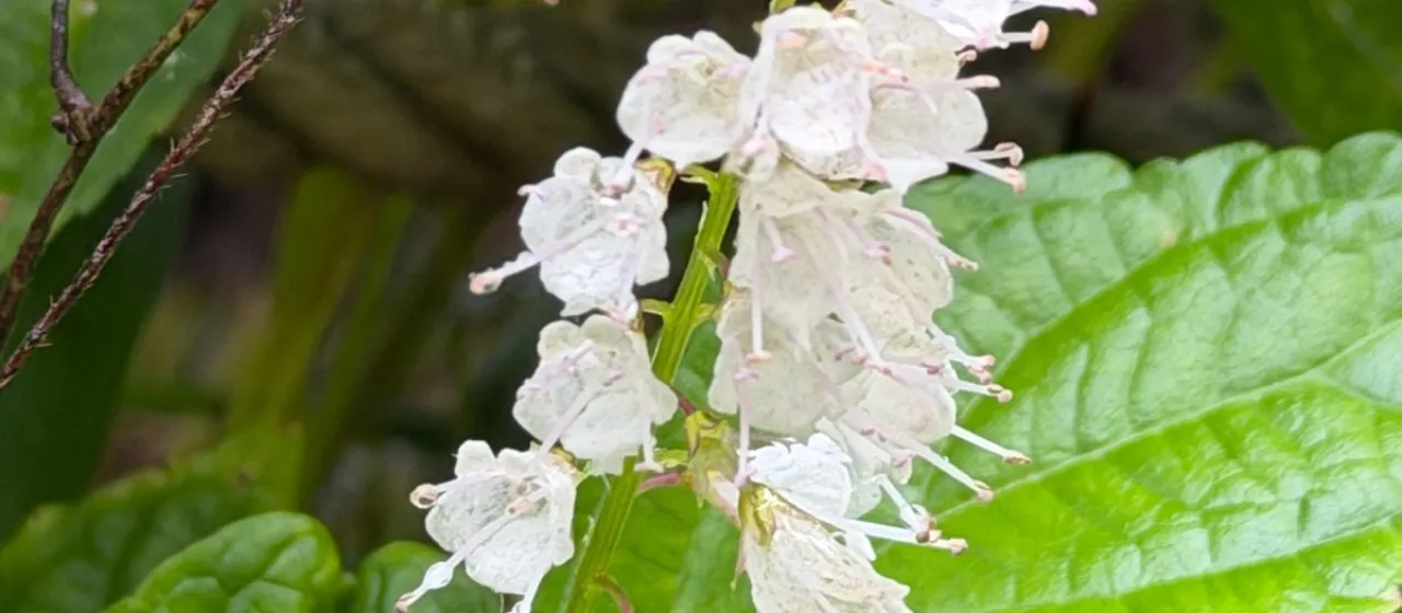 Keiskea japonica