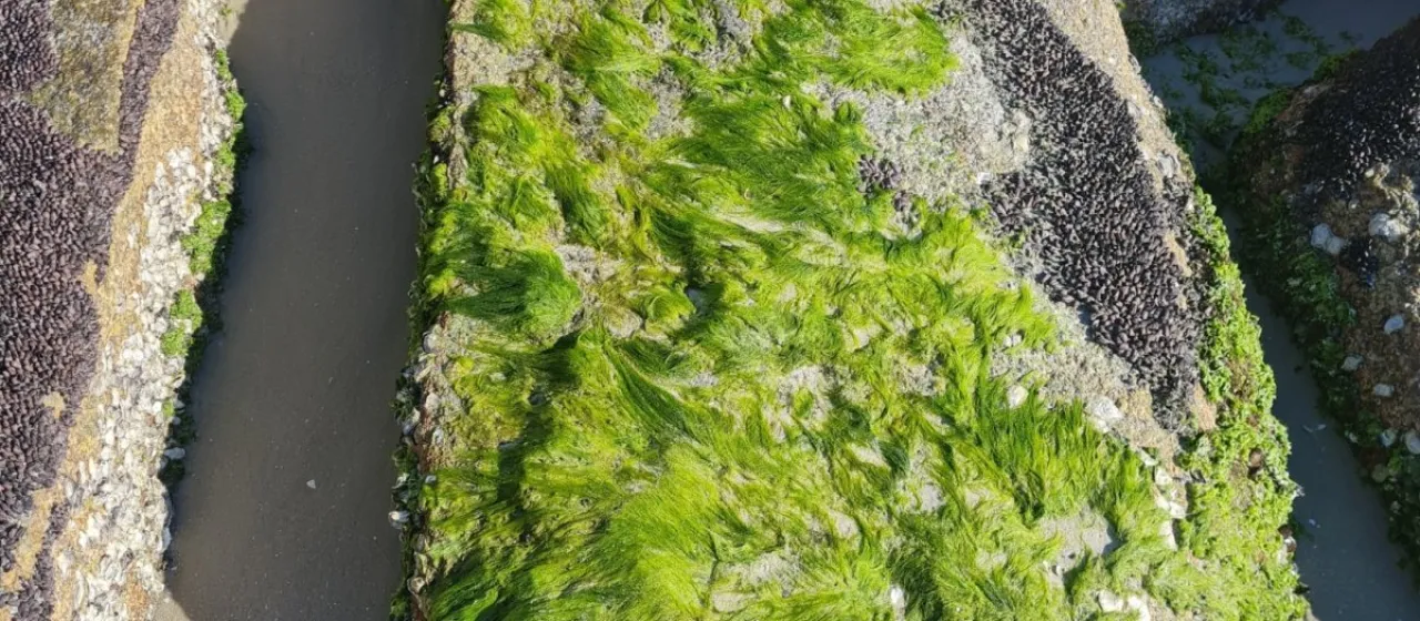 Enteromorpha flexuosa