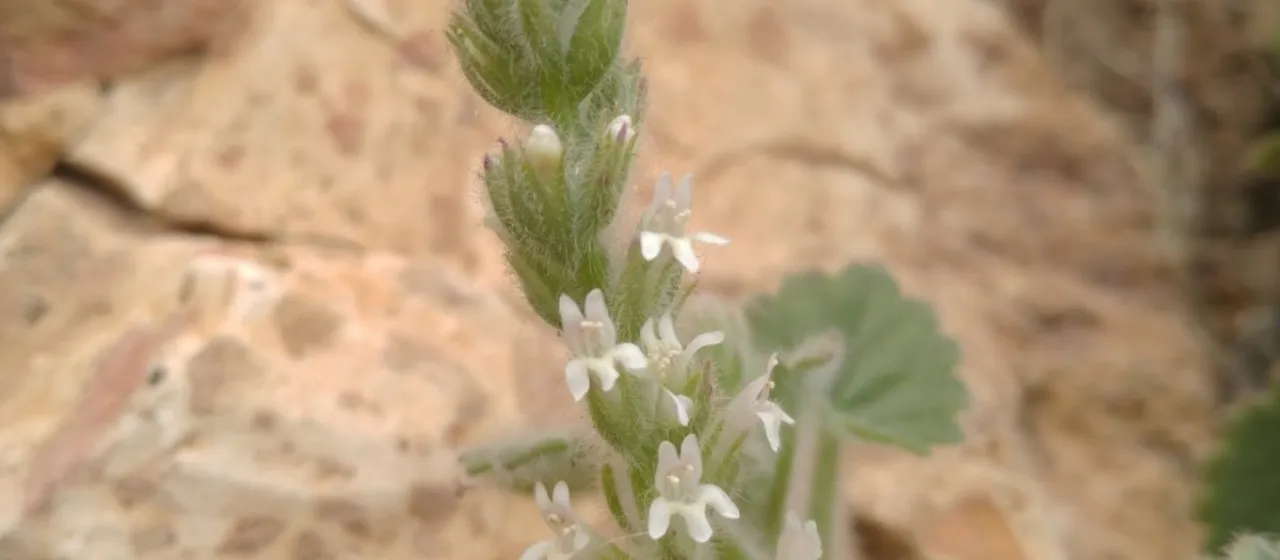 Lafuentea rotundifolia