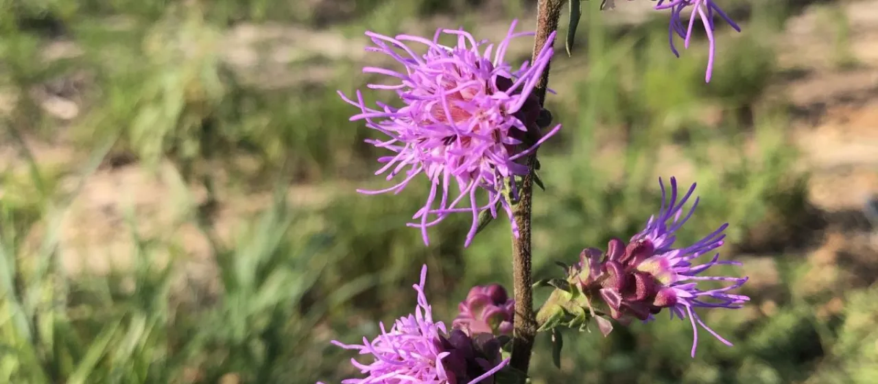 Rough blazing star