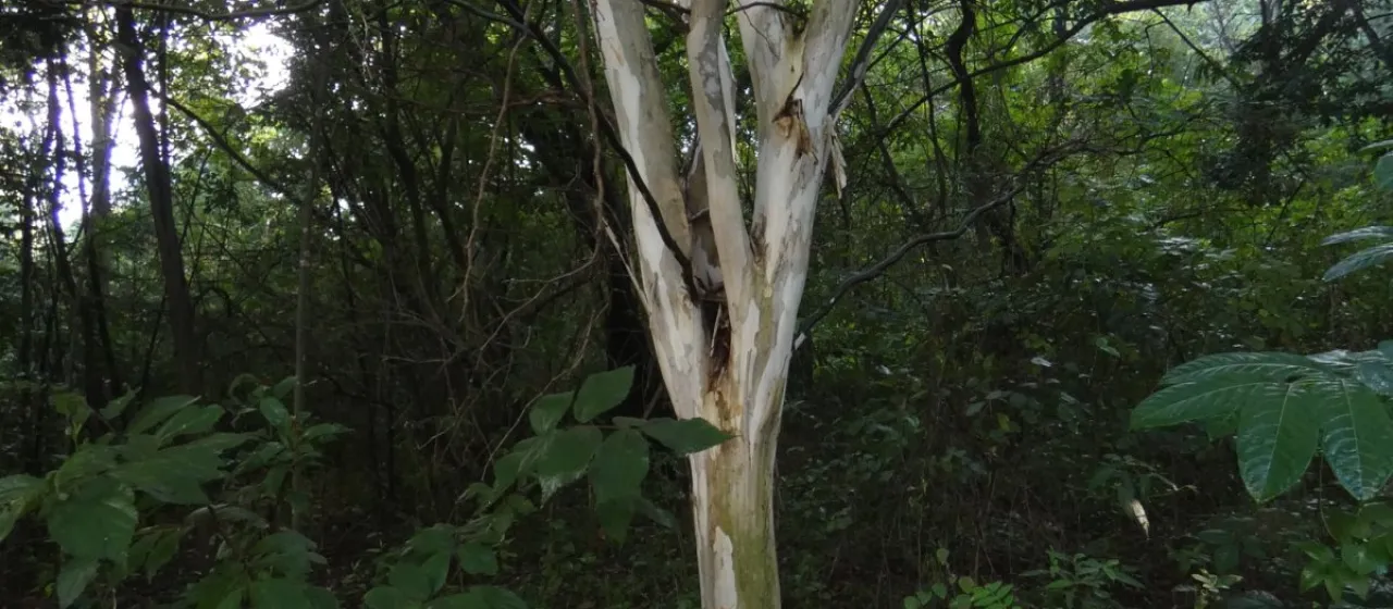 Leopard tree