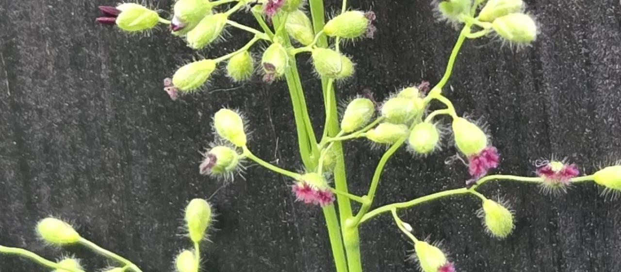 Leiberg's panic grass