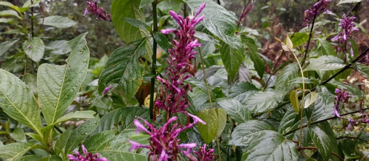 Odontonema callistachyum