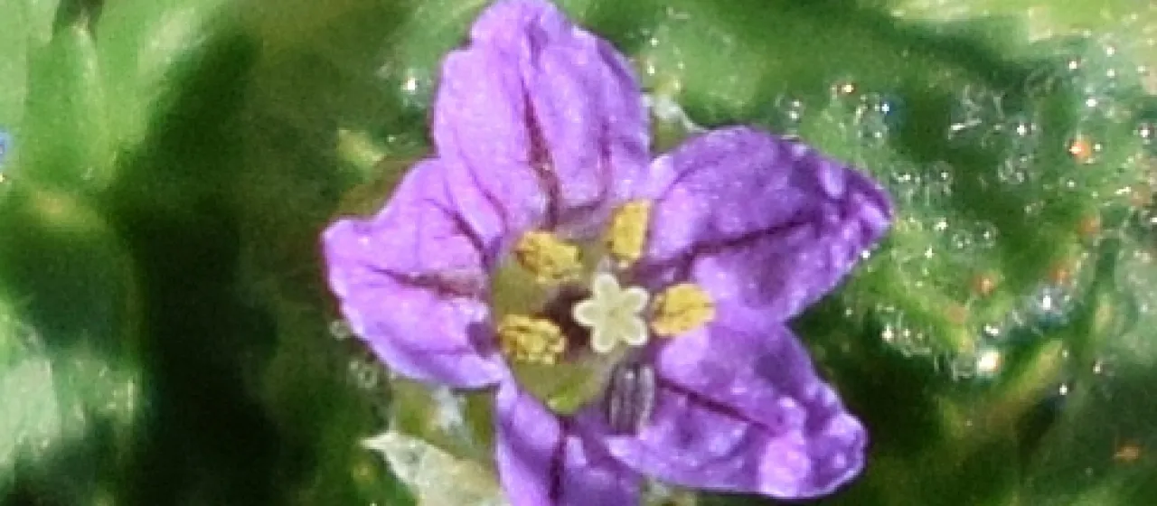 Аистник короткоплодный