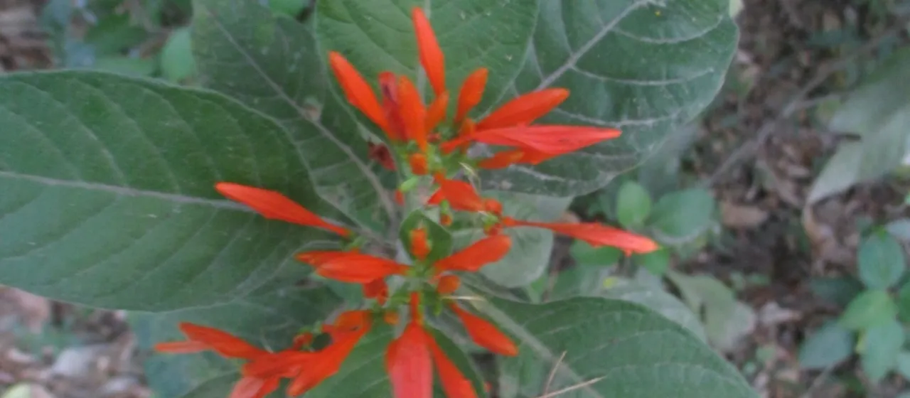 Mexican honeysuckle