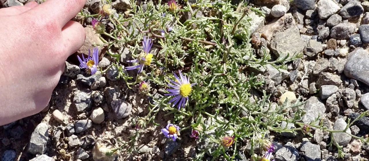 Leucosyris parviflora