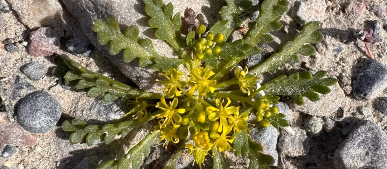 Yellow pepperweed