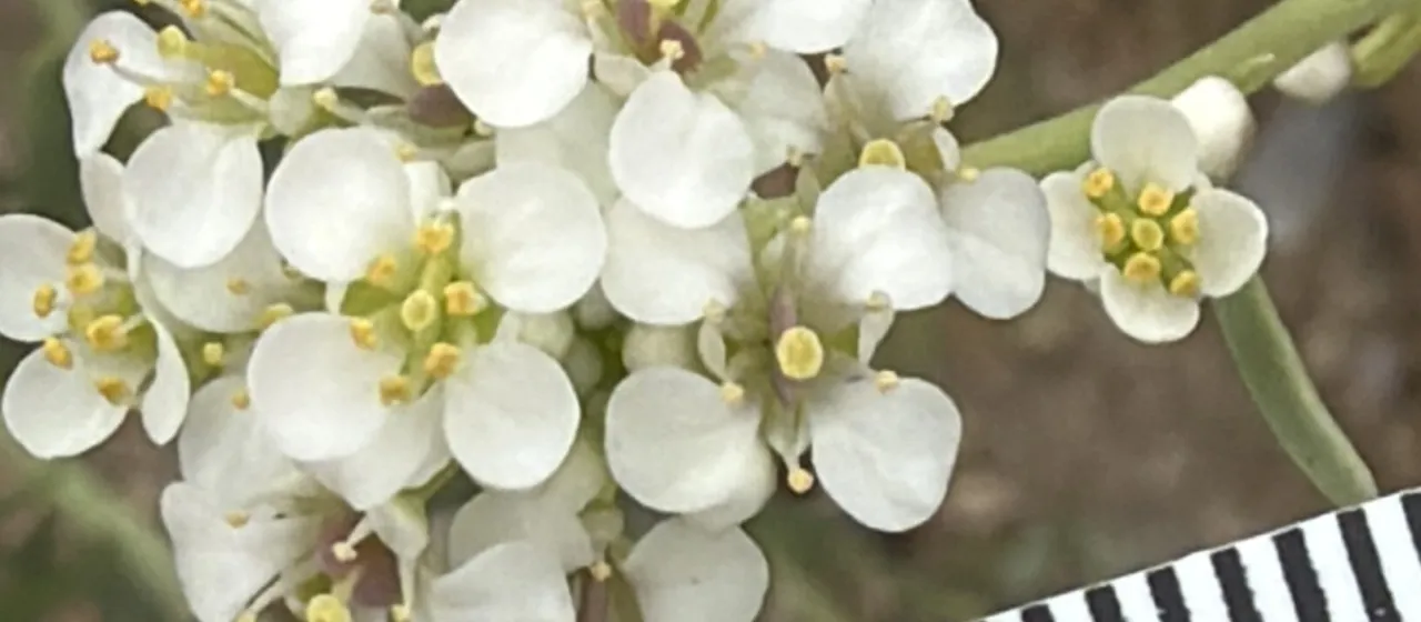 Desert Pepperweed