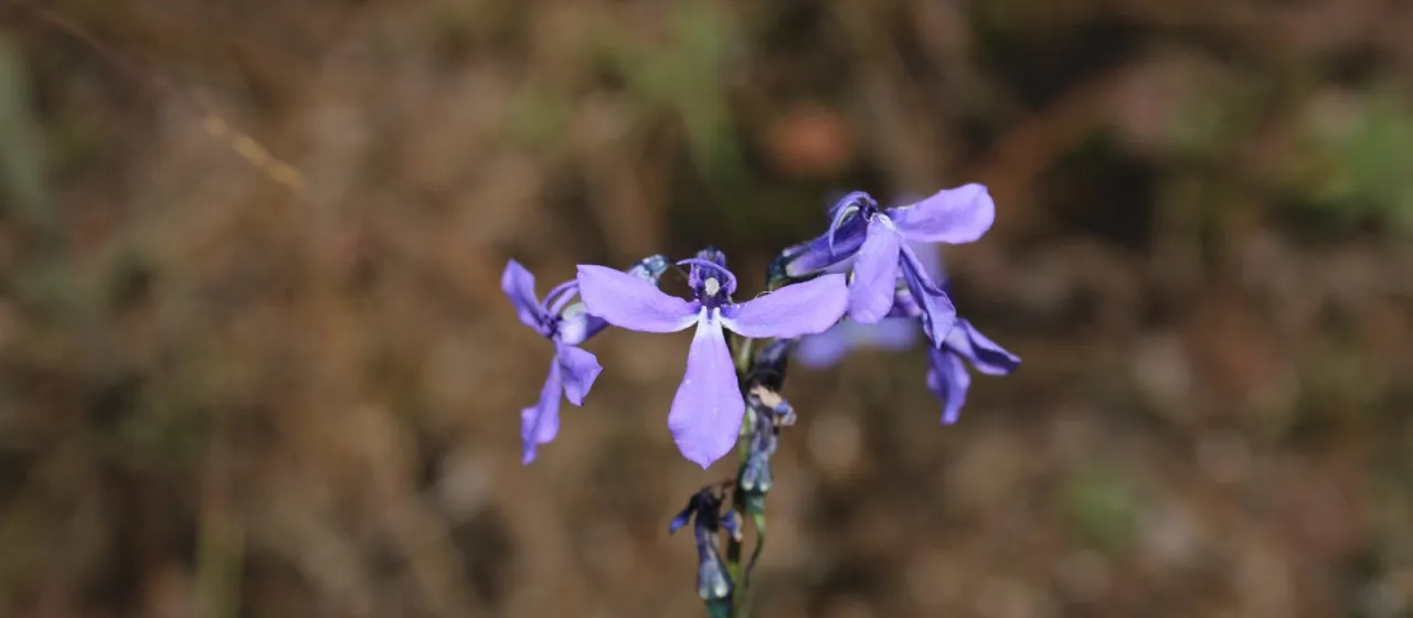 Лобелия анатина