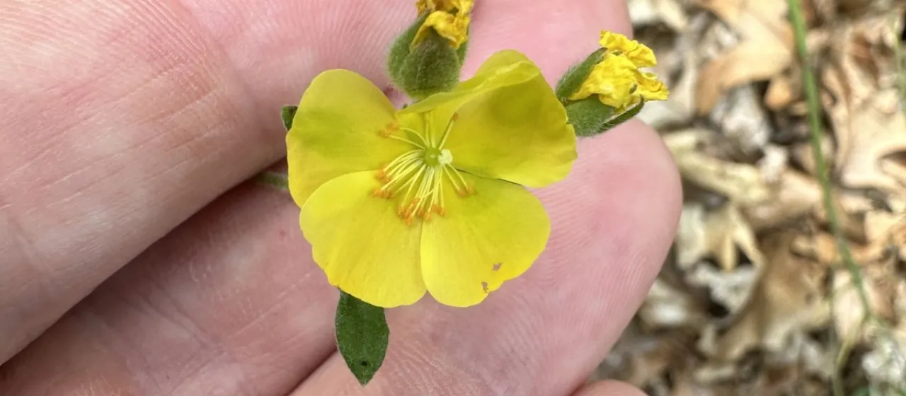 Bicknell's hoary rock-rose