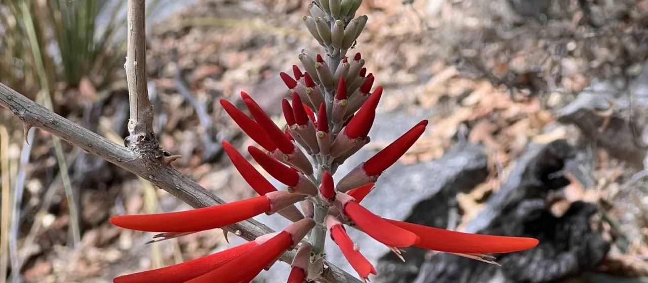 Coral bean