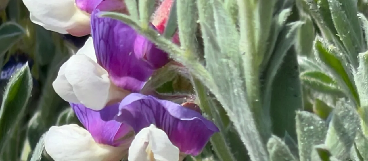 Grey beach pea