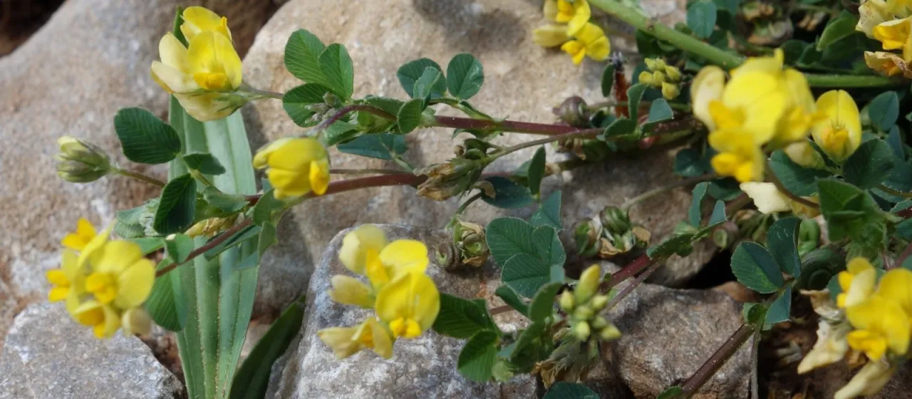 Medicago suffruticosa
