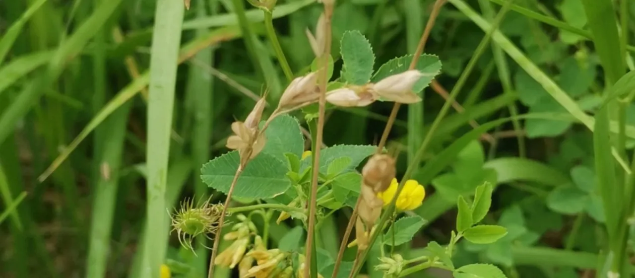 Karst alfalfa