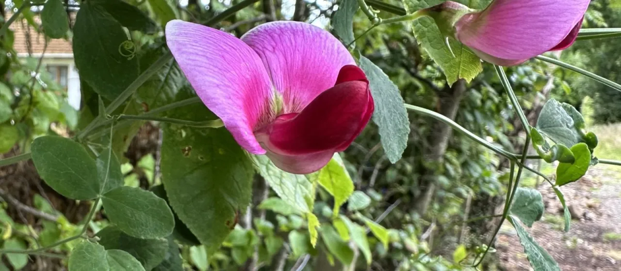 Two-flower everlasting pea