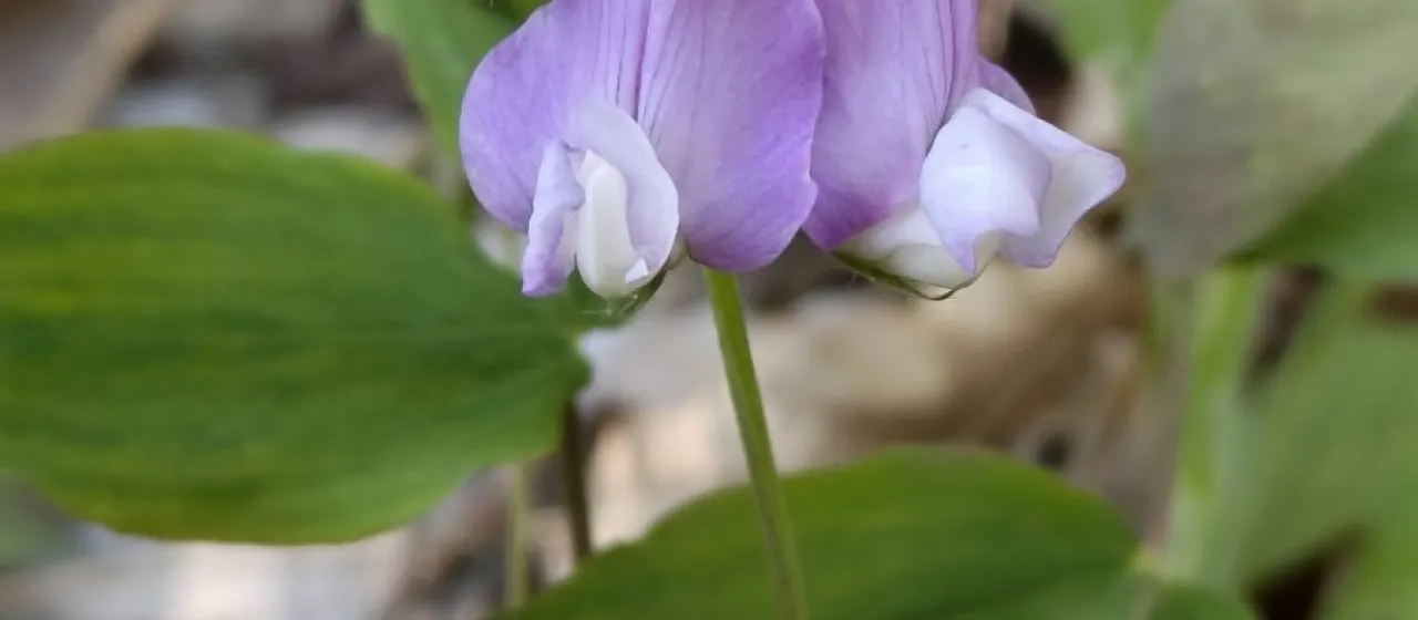 Lax-flowered pea