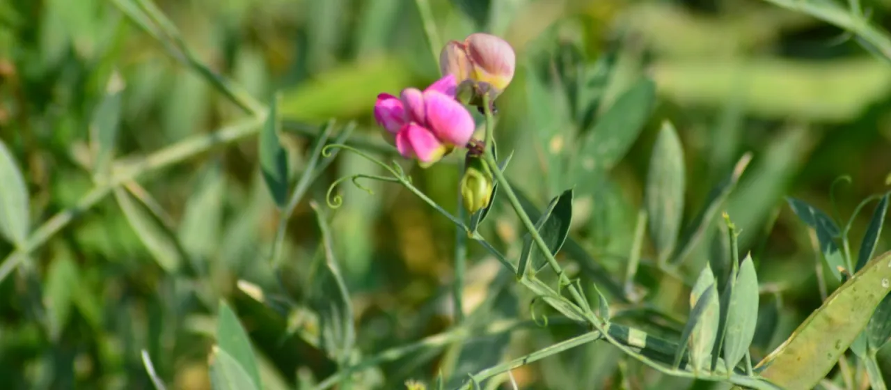 Lathyrus cirrhosus