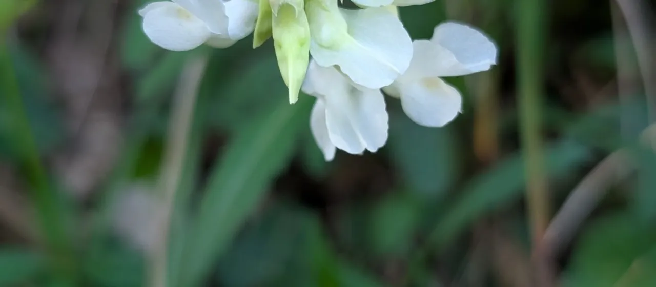 Pannonian vetch