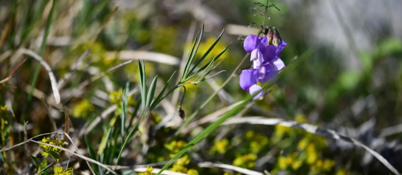Filiform vetchling