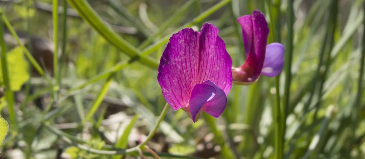 Lathyrus digitatus