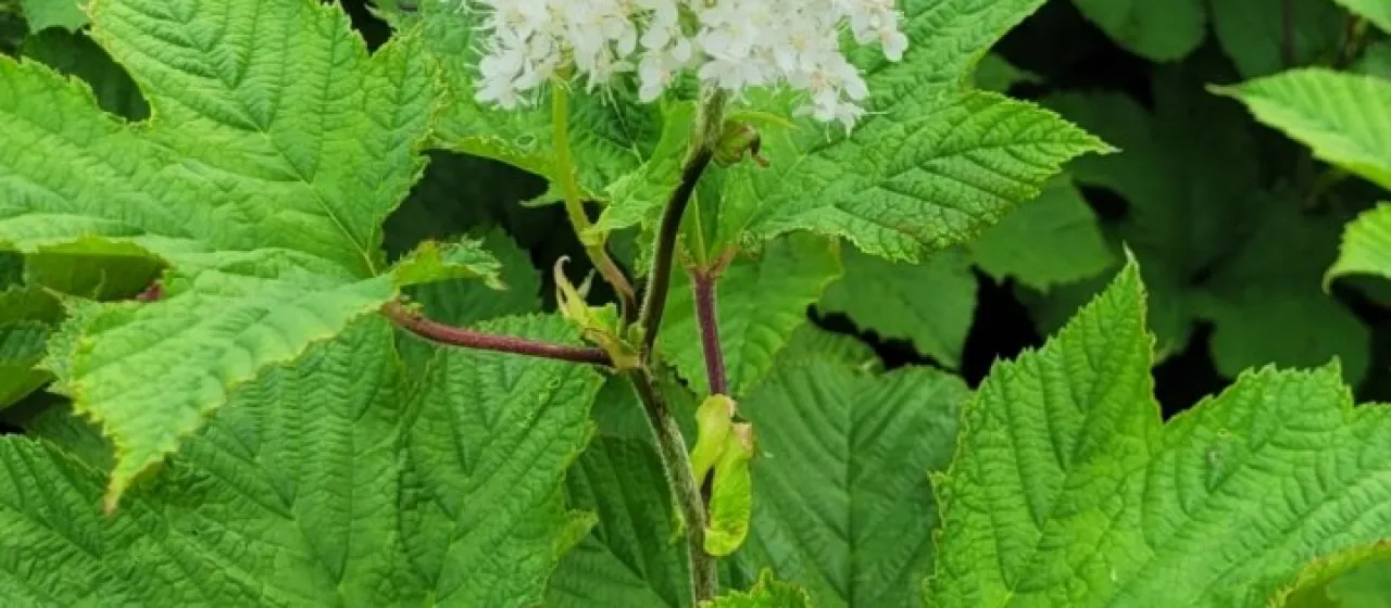 Kamchatka meadowsweet