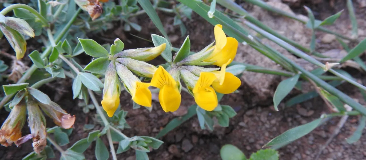 Long-pod bird's-foot trefoil