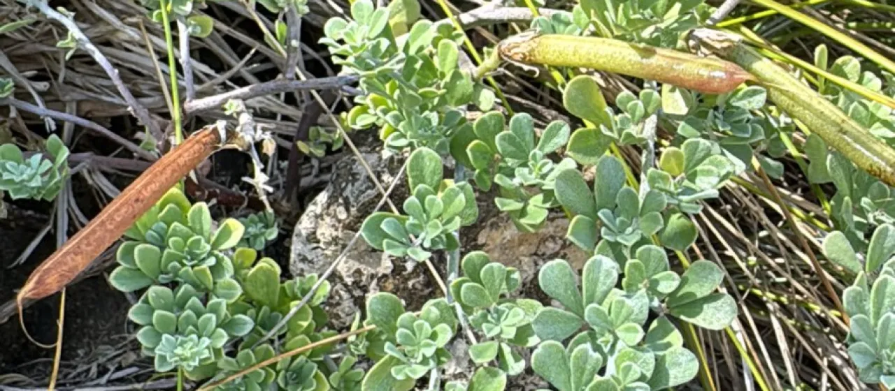 Lotus azoricus