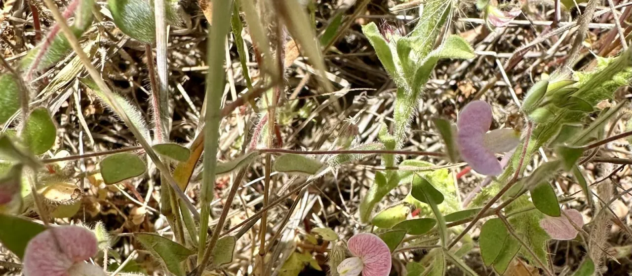 Spanish clover