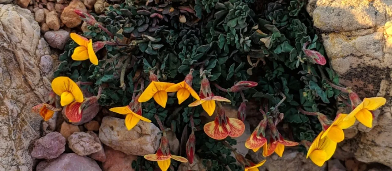 Four-leaf trefoil