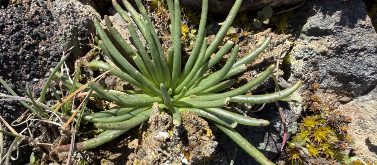 Bitterroot
