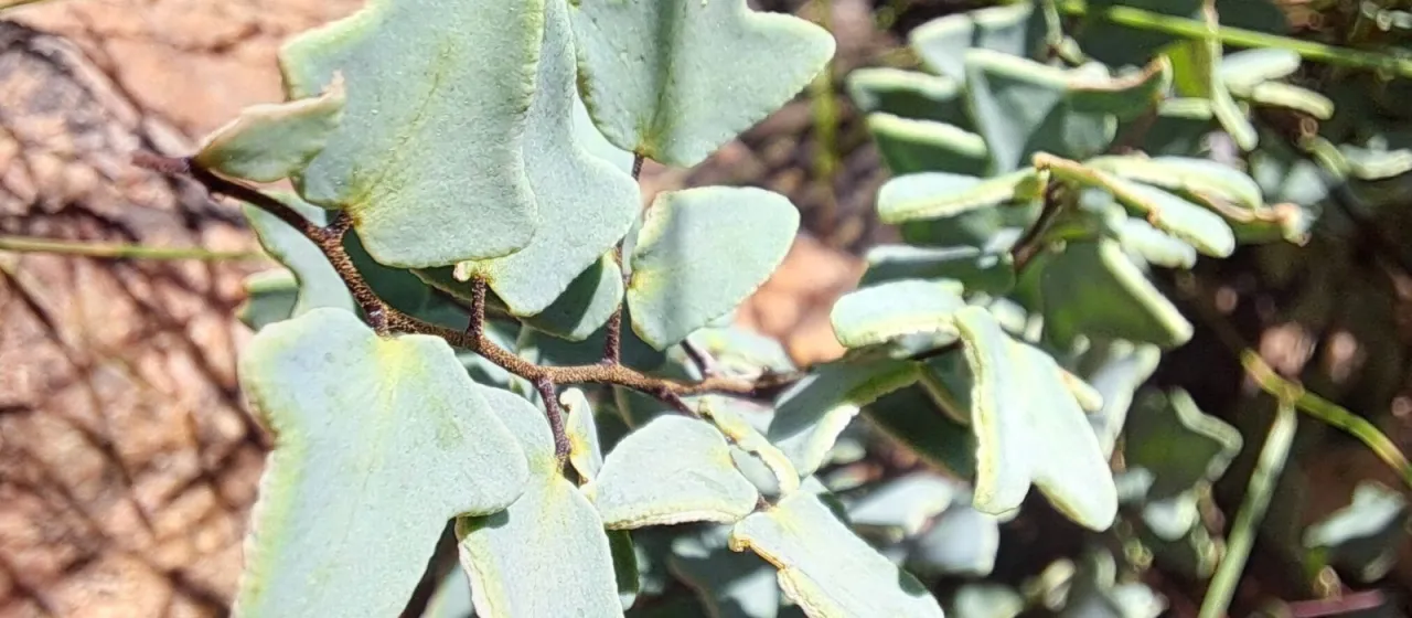 Pellaea calomelanos