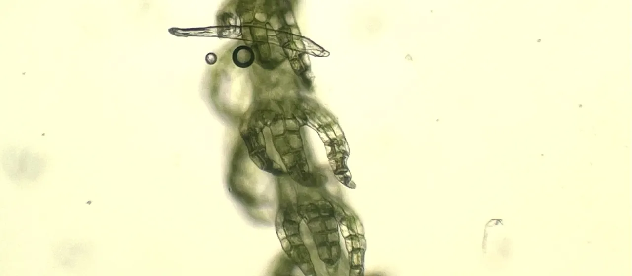 Kurzia pauciflora