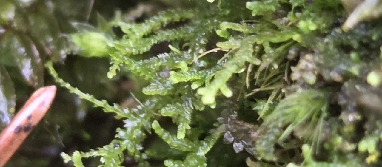Lepidozia reptans