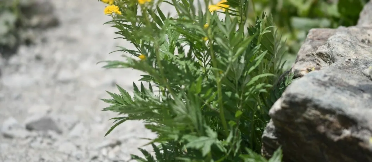 Hugueninia tanacetifolia