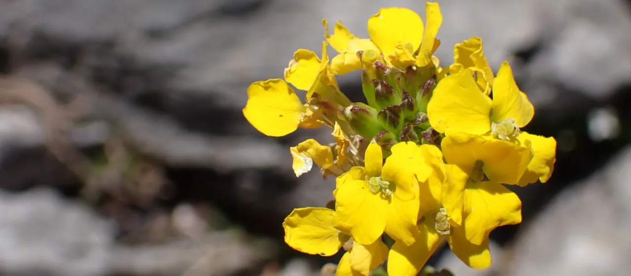 Fragrant wallflower