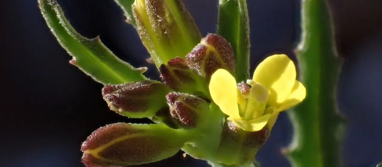 Hoary wallflower