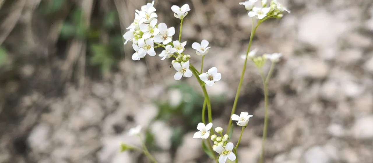 Kernera saxatilis