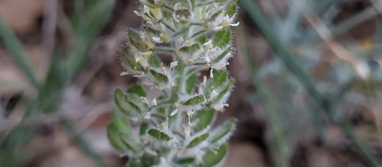 Hairy pepperwort