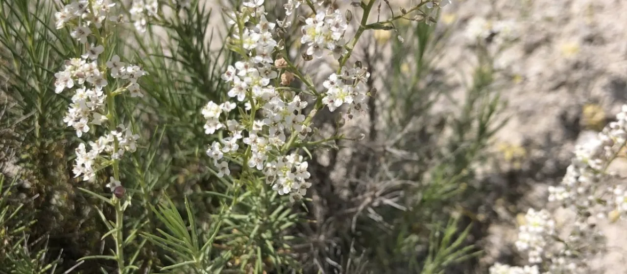 Lepidium subulatum
