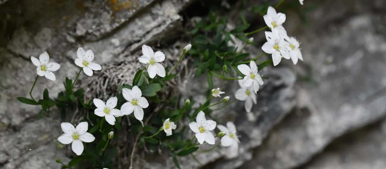 Moehringia lebrunii