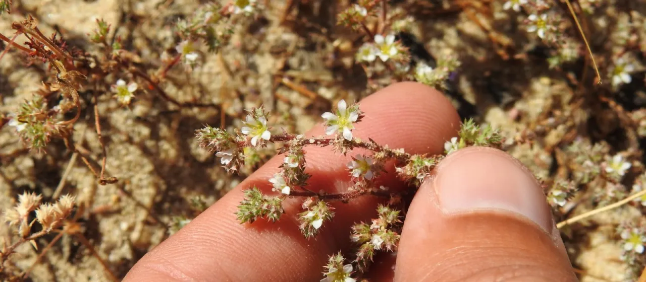 Loeflingia baetica