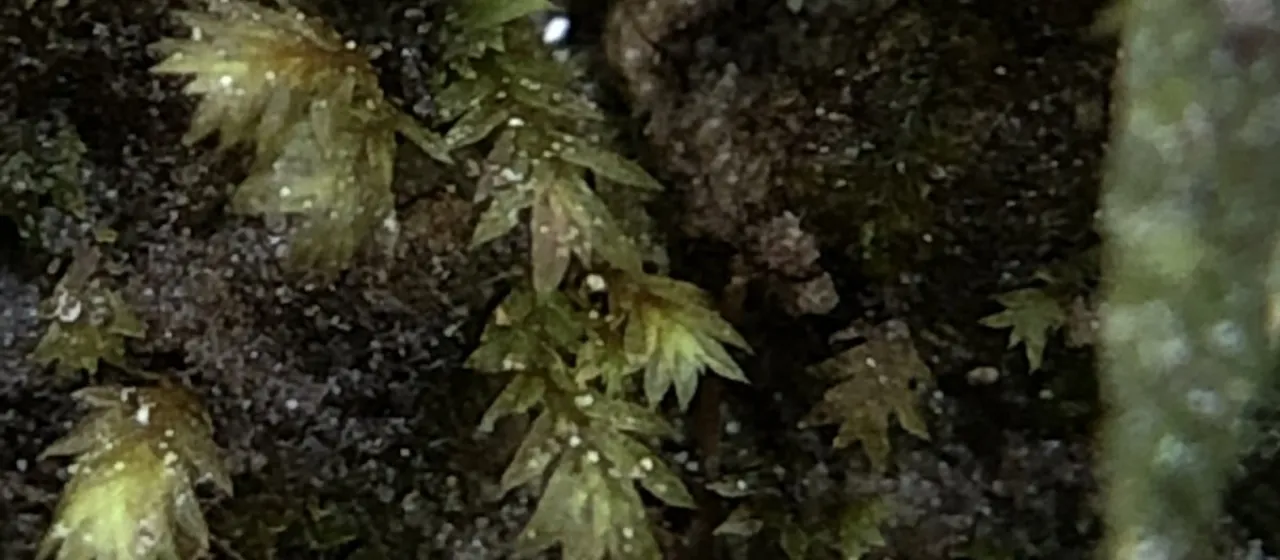 Fissidens celticus