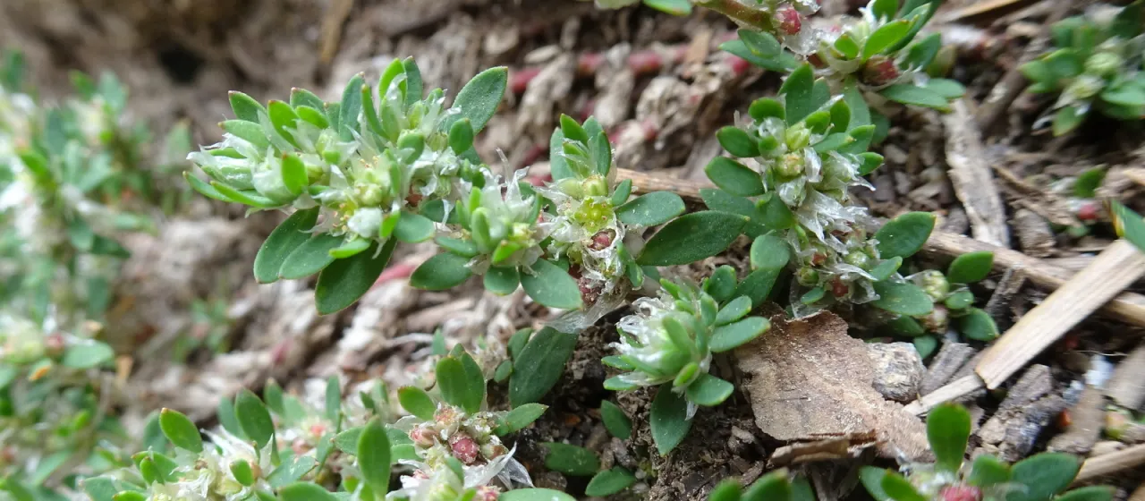 Paronychia polygonifolia